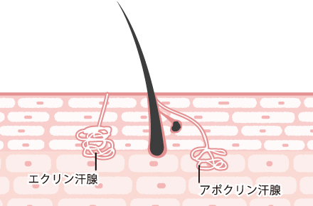 男性の腋臭症(わきが)の原因